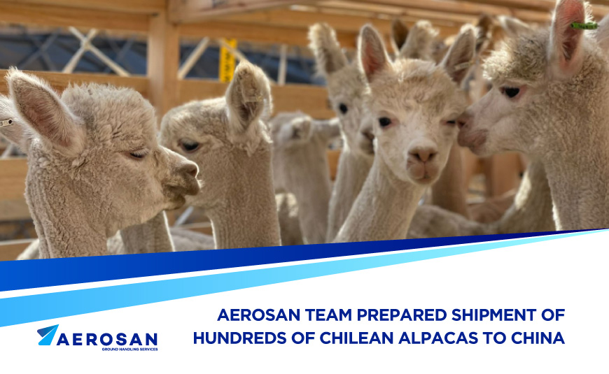 chilean-alpacas-china