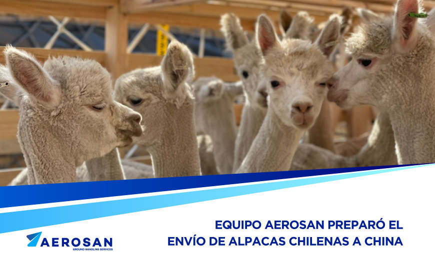 Equipo de Aerosan preparó el envío de cientos de alpacas chilenas a China